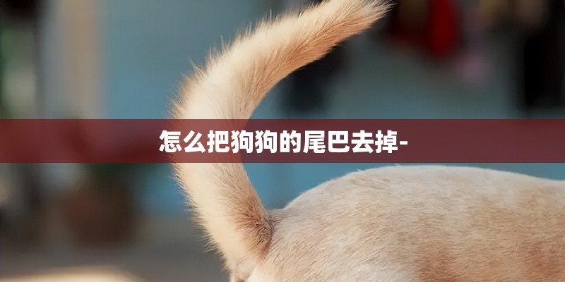 怎么把狗狗的尾巴去掉-
