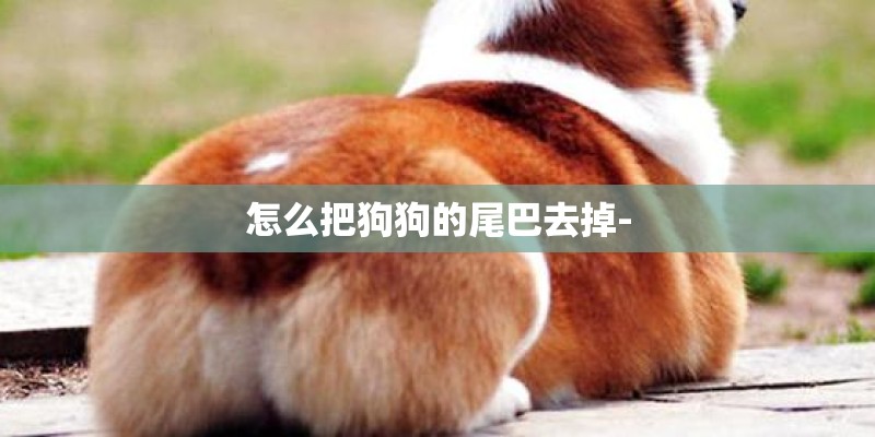 怎么把狗狗的尾巴去掉-
