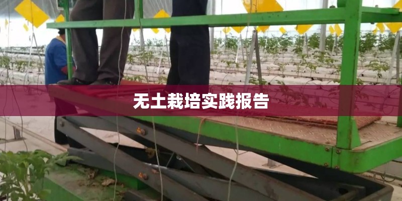 无土栽培实践报告