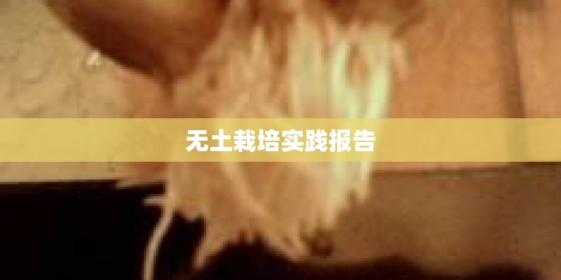 无土栽培实践报告