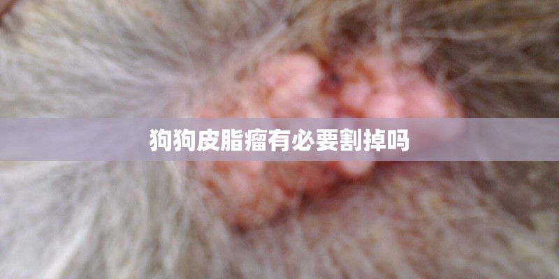 狗狗皮脂瘤有必要割掉吗