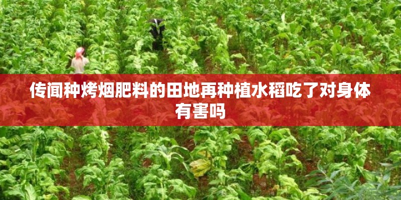 传闻种烤烟肥料的田地再种植水稻吃了对身体有害吗