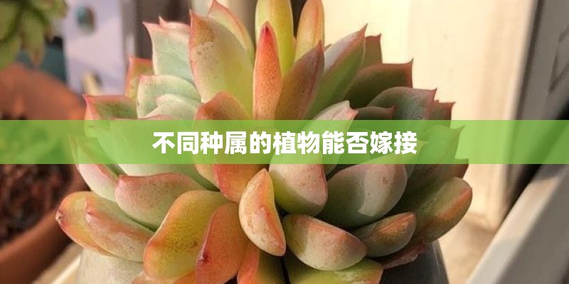不同种属的植物能否嫁接