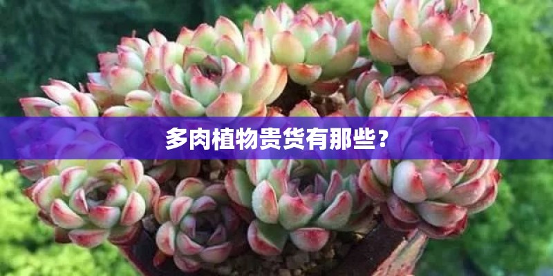 多肉植物贵货有那些？