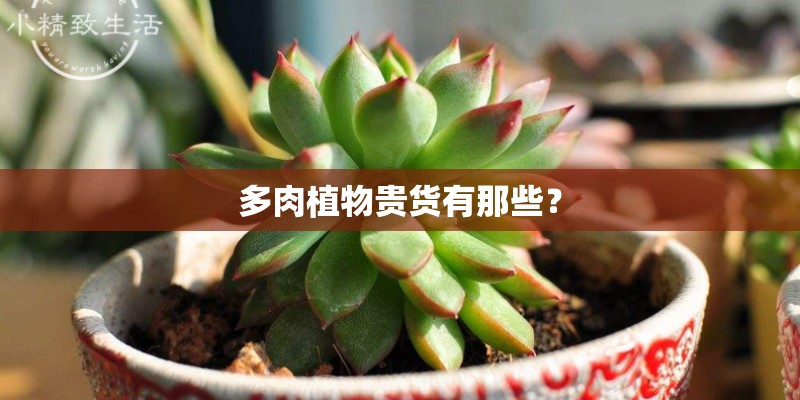 多肉植物贵货有那些？