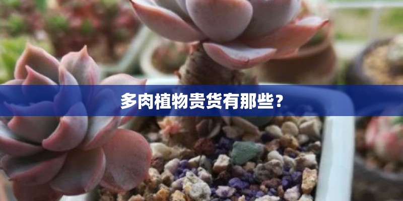 多肉植物贵货有那些？