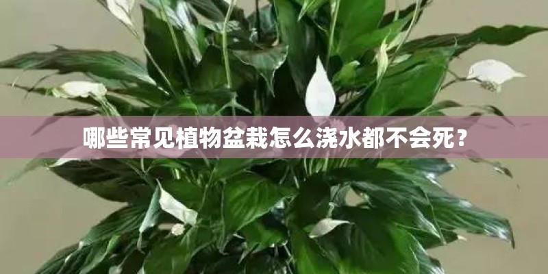 哪些常见植物盆栽怎么浇水都不会死？