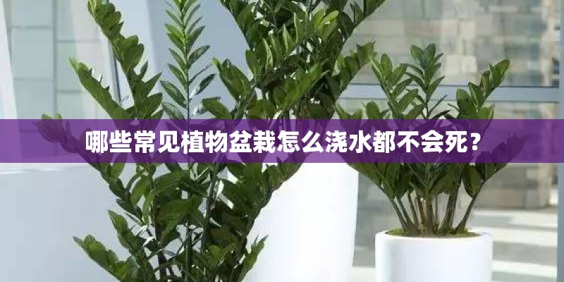 哪些常见植物盆栽怎么浇水都不会死？
