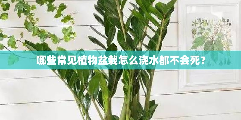 哪些常见植物盆栽怎么浇水都不会死？