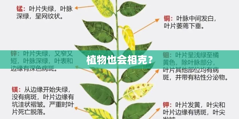 植物也会相克？