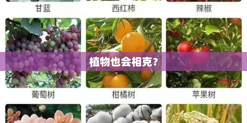 植物也会相克？