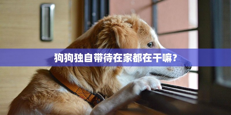 狗狗独自带待在家都在干嘛？