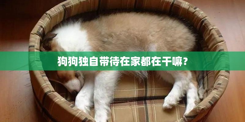 狗狗独自带待在家都在干嘛？