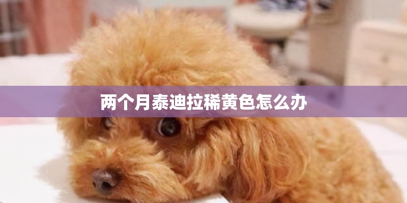 两个月泰迪拉稀黄色怎么办