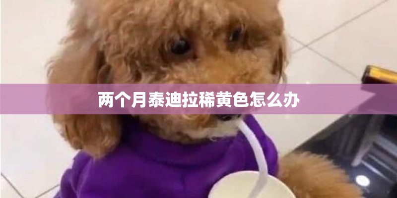 两个月泰迪拉稀黄色怎么办