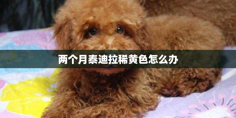两个月泰迪拉稀黄色怎么办