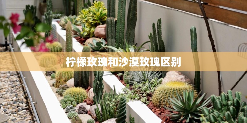 柠檬玫瑰和沙漠玫瑰区别 柠檬玫瑰和沙漠玫瑰区别