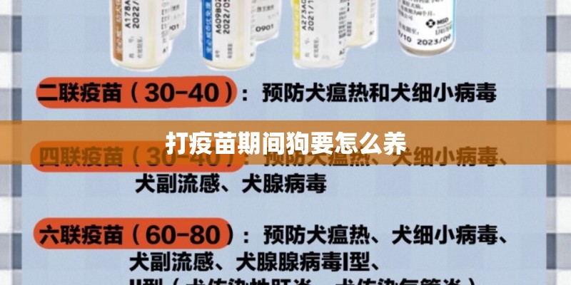 打疫苗期间狗要怎么养