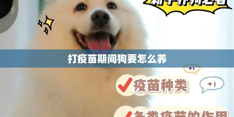 打疫苗期间狗要怎么养