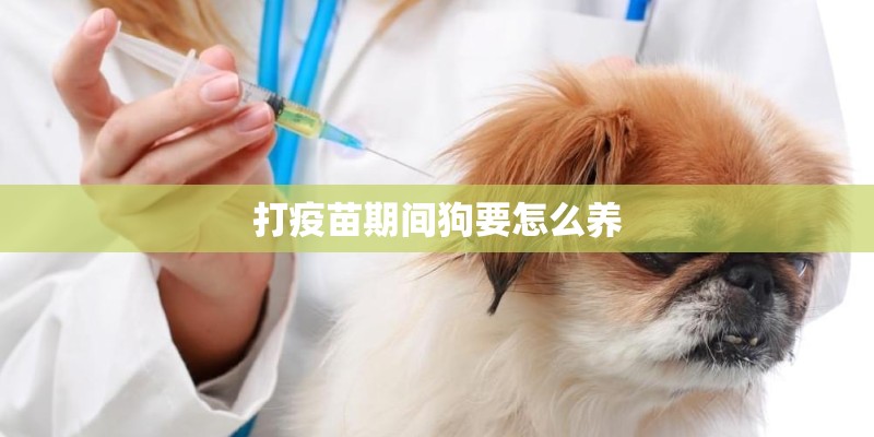 打疫苗期间狗要怎么养