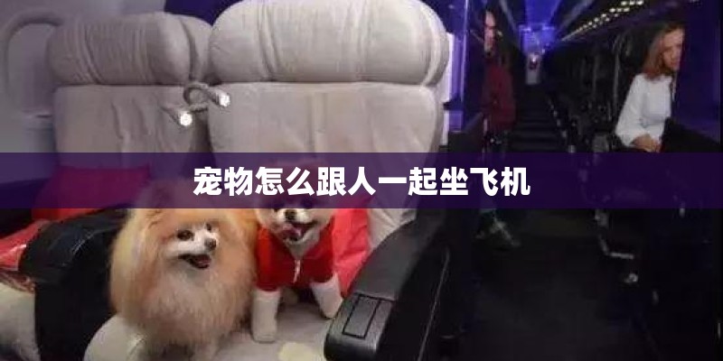 宠物怎么跟人一起坐飞机