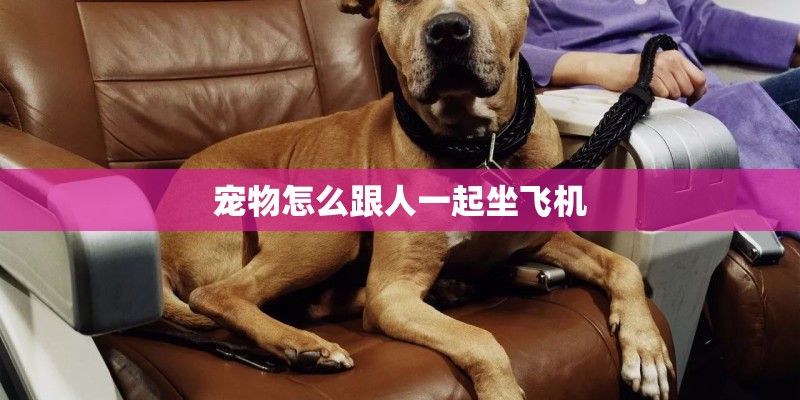 宠物怎么跟人一起坐飞机