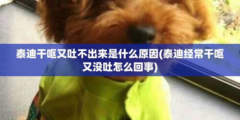 泰迪干呕又吐不出来是什么原因(泰迪经常干呕又没吐怎么回事)
