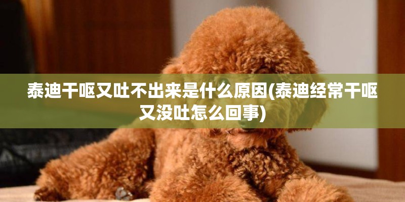 泰迪干呕又吐不出来是什么原因(泰迪经常干呕又没吐怎么回事)