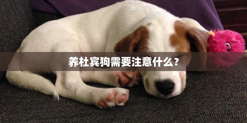 养杜宾狗需要注意什么？