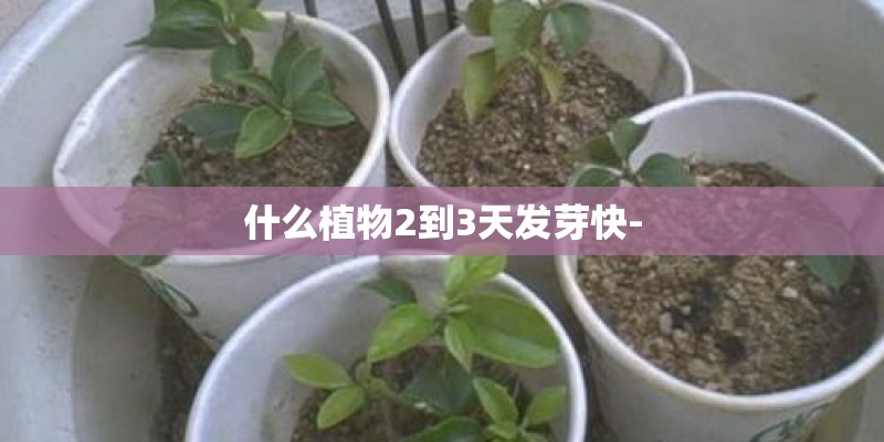 什么植物2到3天发芽快- 什么植物2到3天发芽快-