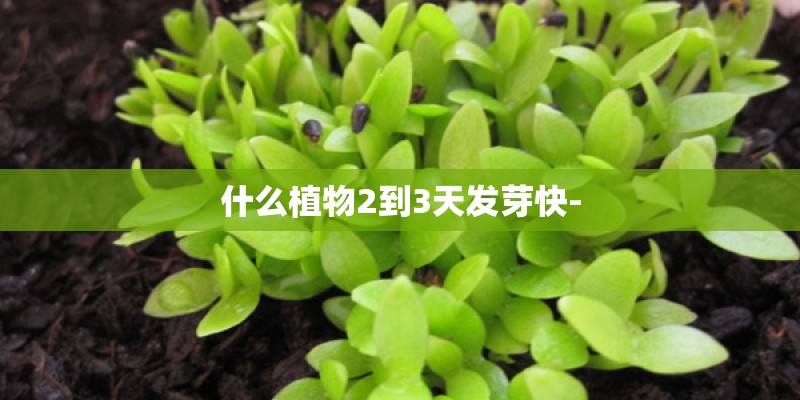 什么植物2到3天发芽快- 什么植物2到3天发芽快-