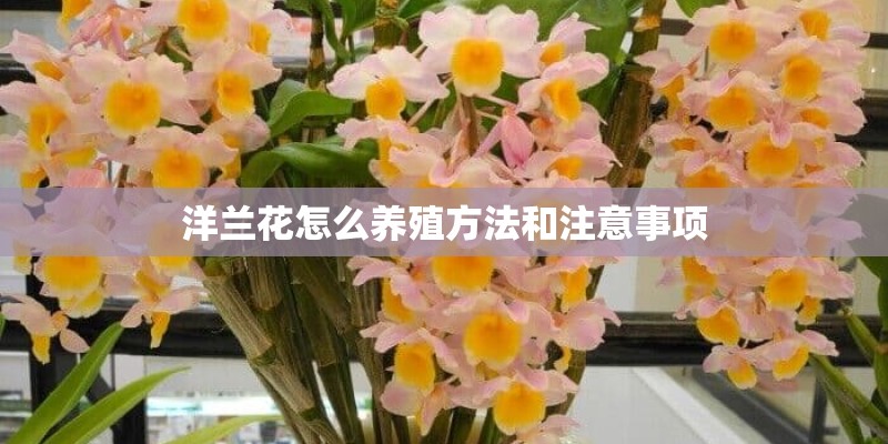 洋兰花怎么养殖方法和注意事项
