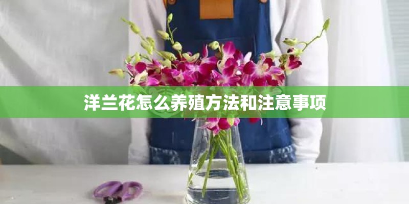 洋兰花怎么养殖方法和注意事项
