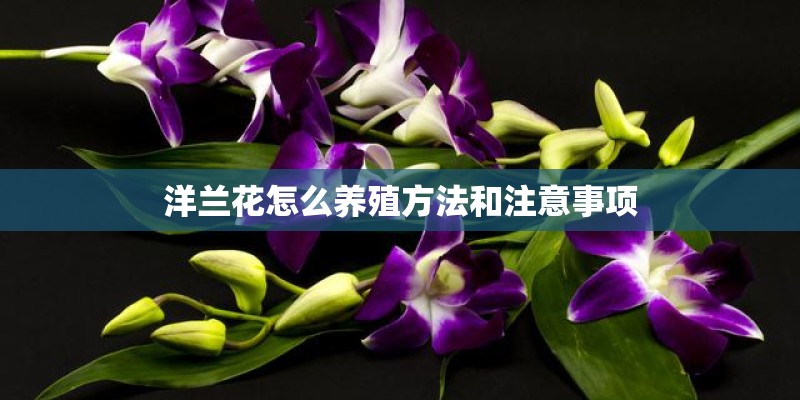 洋兰花怎么养殖方法和注意事项
