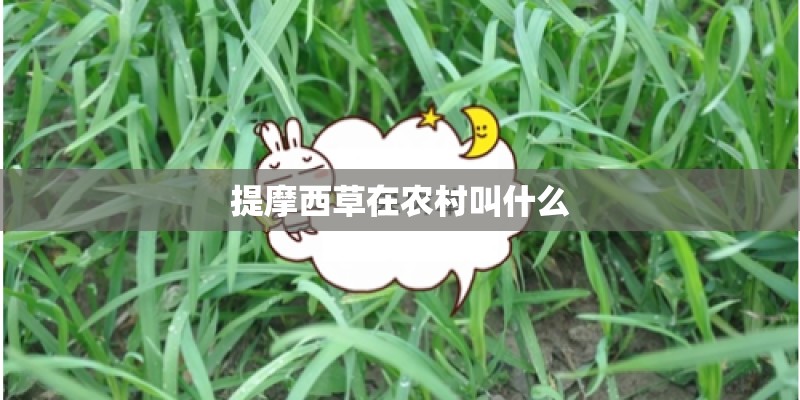 提摩西草在农村叫什么