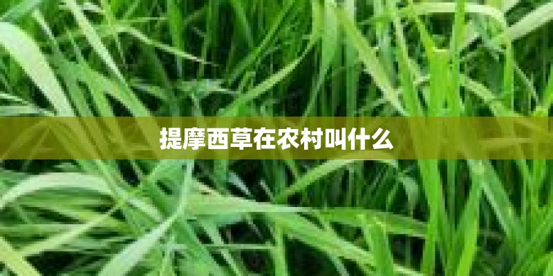 提摩西草在农村叫什么