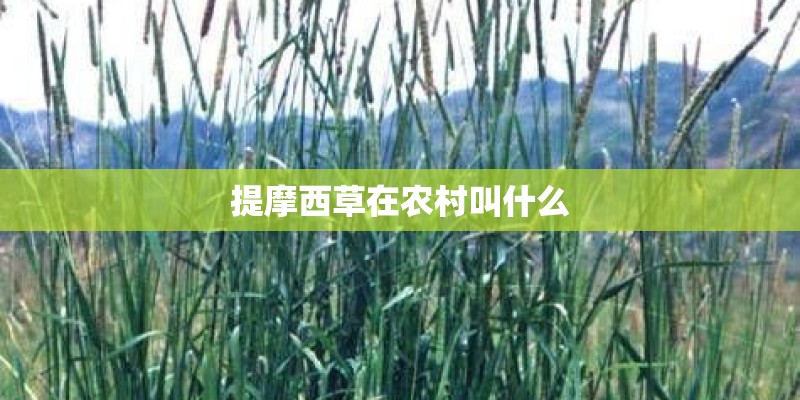 提摩西草在农村叫什么