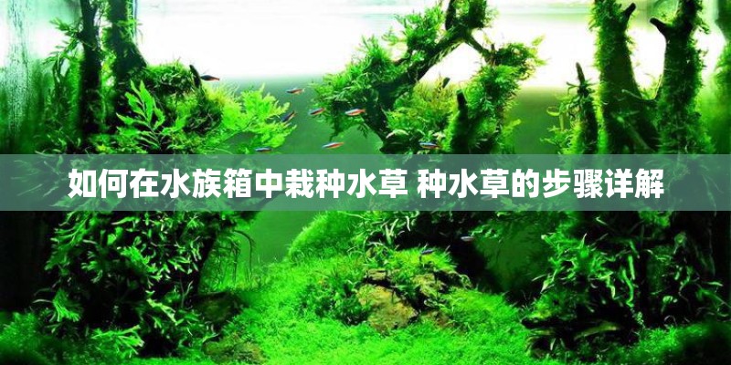 如何在水族箱中栽种水草 种水草的步骤详解