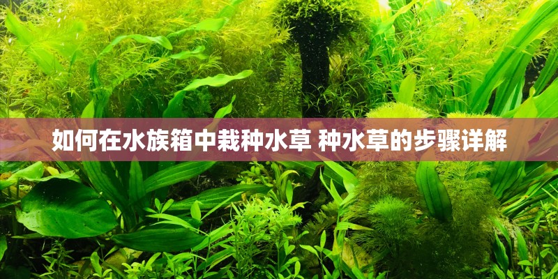 如何在水族箱中栽种水草 种水草的步骤详解