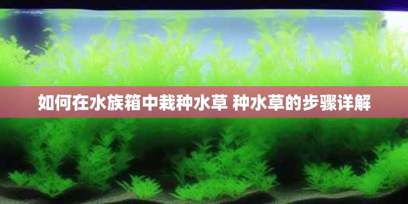 如何在水族箱中栽种水草 种水草的步骤详解