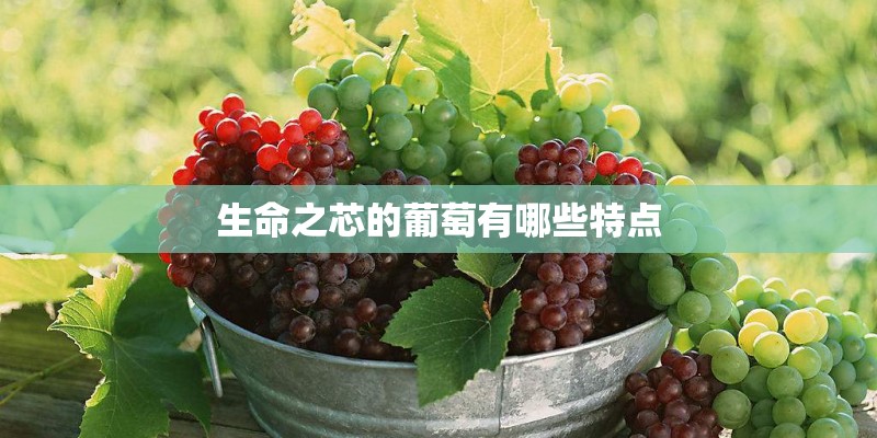 生命之芯的葡萄有哪些特点