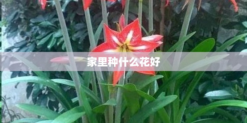 家里种什么花好