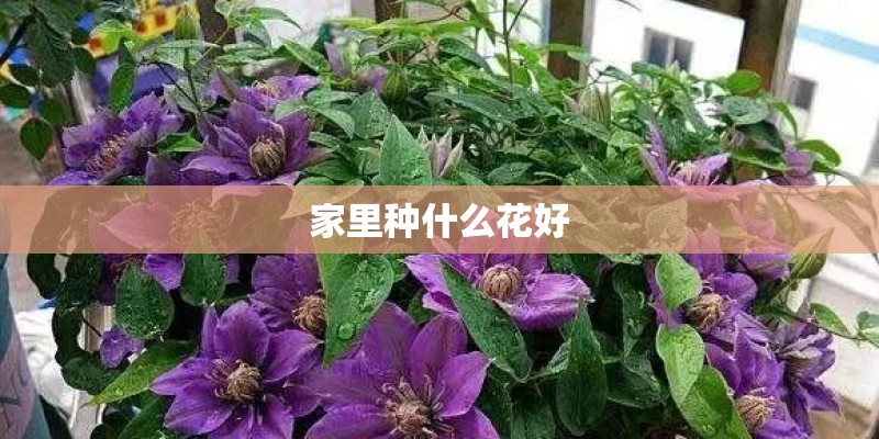 家里种什么花好