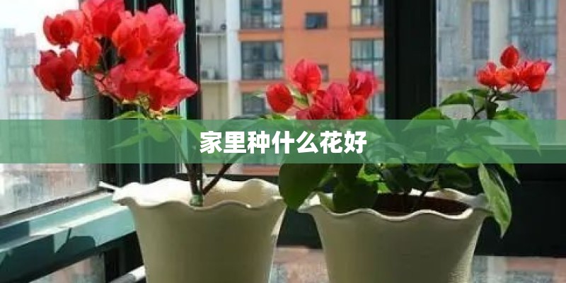 家里种什么花好