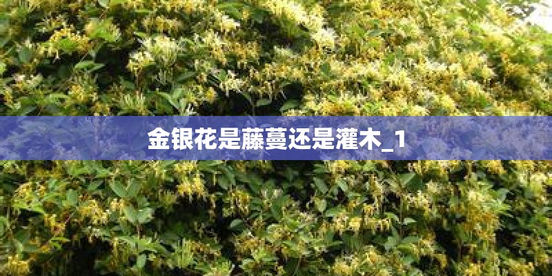 金银花是藤蔓还是灌木_1