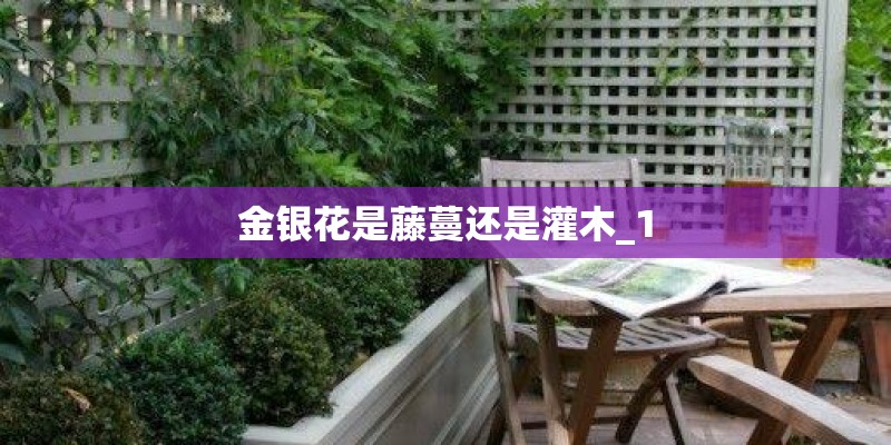 金银花是藤蔓还是灌木_1