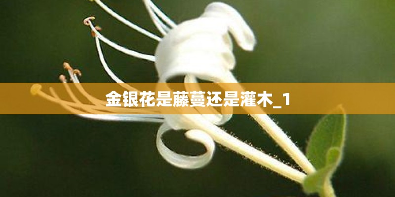金银花是藤蔓还是灌木_1