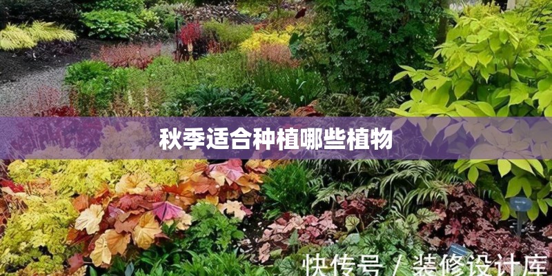 秋季适合种植哪些植物
