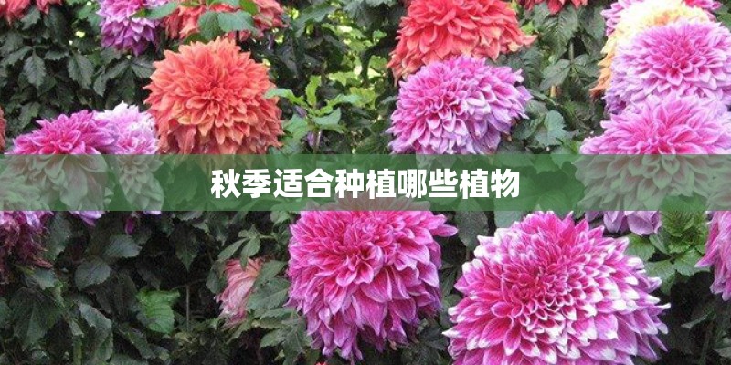 秋季适合种植哪些植物