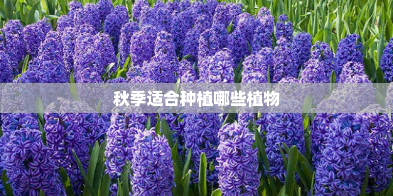 秋季适合种植哪些植物